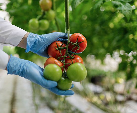 Tomates